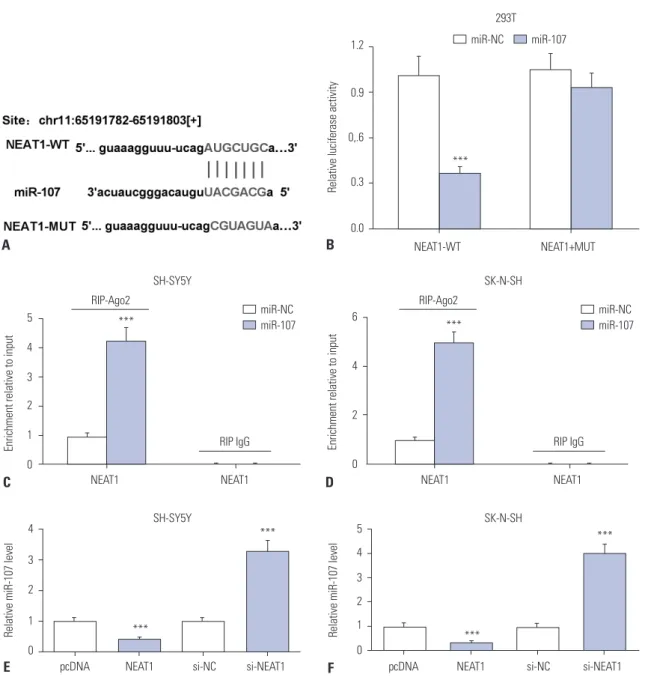 Fig. 4. miR-107 is bound to NEAT1. (A) The putative binding sites of NEAT1 and miR-107 were predicted by StarBase