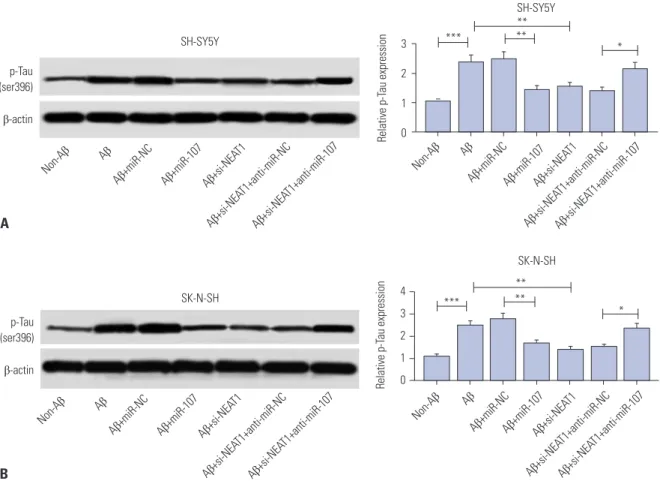 Fig. 7. miR-107 is involved in interference of NEAT1-mediated inhibition of phosphorylation of Tau (p-Tau) in Aβ-treated SH-SY5Y and SK-N-SH cells