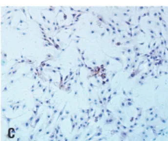 Fig. 7. Time-course of ALP activity and ALP staining of primary osteoblasts at different concentrations (0 μg/mL, 6.25×10 -3  μg/mL, 6.25×10 -2  μg/