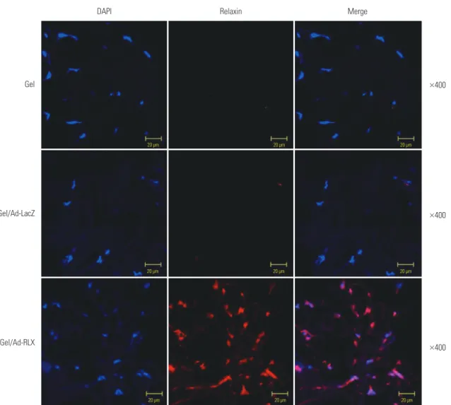 Fig. 2. Immunofluorescence staining to evaluate the effects of relaxin on scar reduction in pig scar tissues