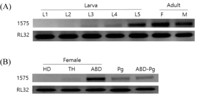Fig. 4.  RNA interference of Gm-comp1575 in female adults of G. 