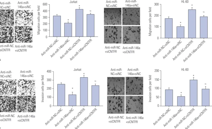 Fig. 5. miR-146a increases the migration and invasion of Jurkat and HL-60 cells by downregulating ciliary neurotrophic factor receptor (CNTFR)