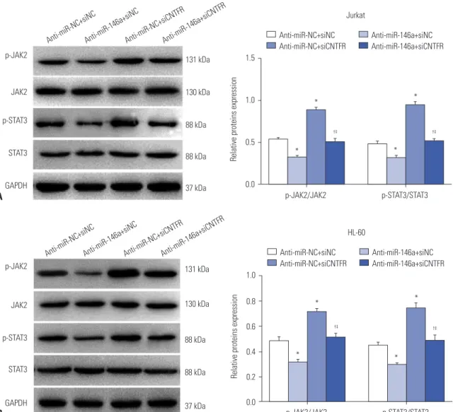 Fig. 7. miR-146a activates the JAK2/STAT3 pathway by downregulating ciliary neurotrophic factor receptor (CNTFR) in Jurkat and HL-60 cells