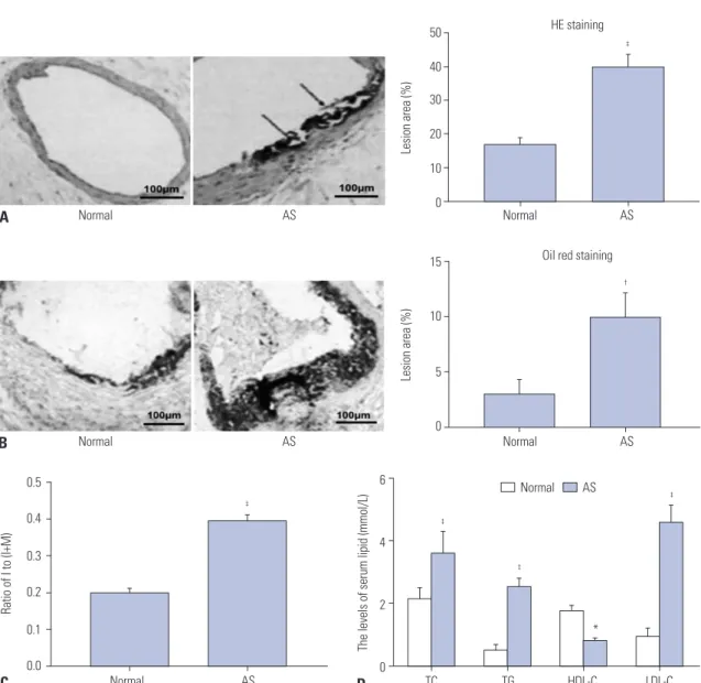Fig. 1. Successful construction of rat atherosclerosis (AS) model (n=8 in each group)
