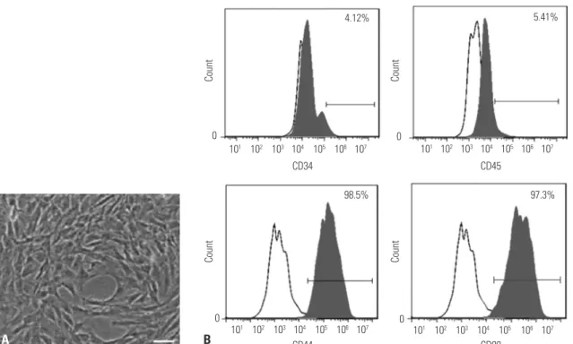 Fig. 2. Identification of adipose-derived stem cells (ADSCs). (A) Morphological characteristics of ADSCs at three passages