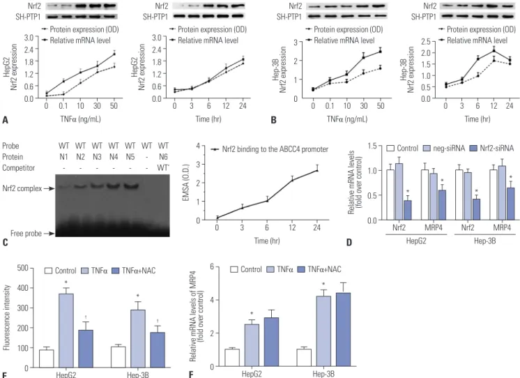 Fig. 2. TNFα-induced Nrf2 expression and binding activity to Nrf2 response element in MRP4 promoter