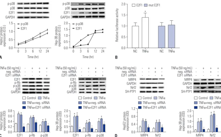 Fig. 3. The p38-Rb-E2F1 pathway mediates TNFα-induced MRP4 expression. (A) The influence of TNFα on p-p38 and E2F1 in HepG2 cells and Hep-3B  cells was detected by Western blot analysis