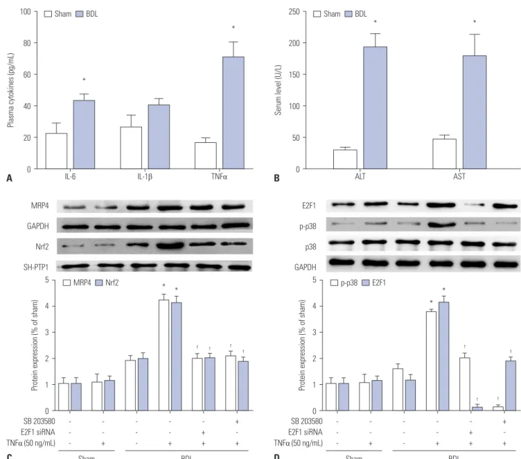 Fig. 4. The p38-Rb-E2F1 pathway mediates TNFα-induced MRP4/ABCC4 expression in mouse models of cholestasis
