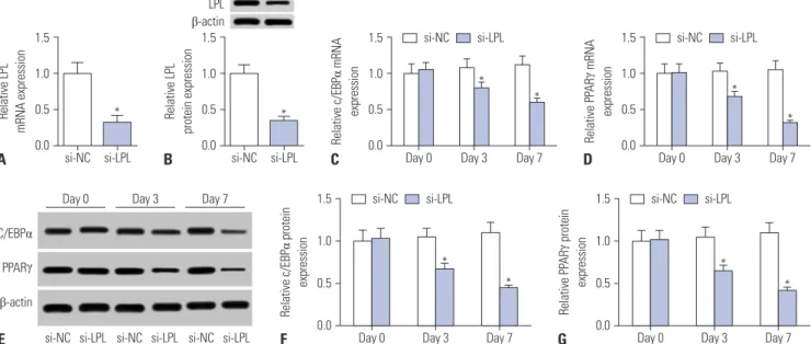 Fig. 4. Silencing of lipoprotein lipase (LPL) suppresses adipogenic differentiation of human adipose tissue-derived mesenchymal stem cells (hAMSCs)