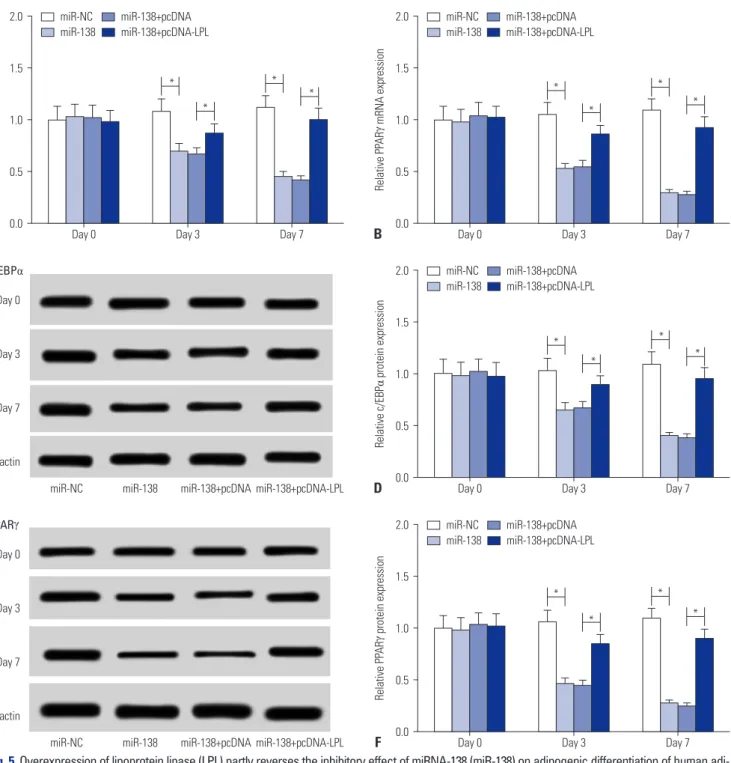 Fig. 5. Overexpression of lipoprotein lipase (LPL) partly reverses the inhibitory effect of miRNA-138 (miR-138) on adipogenic differentiation of human adi- adi-pose tissue-derived mesenchymal stem cells (hAMSCs)
