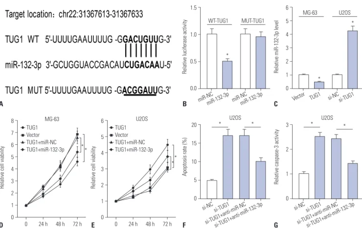 Fig. 2. si-TUG1 exerts its anti-proliferation and pro-apoptosis effect by targeting miR-132-3p in OS cells