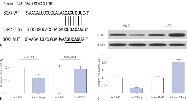 Fig. 3. SOX4 is a target of miR-132-3p. (A) The putative binding sites between SOX4-3’UTR and miR-132-3p and the mutation sites of SOX4-3’UTR in the  MUT-SOX4-3’UTR reporter