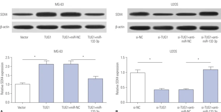 Fig. 5. TUG1 acts as a ceRNA of miR-132-3p to facilitate SOX4 expression in OS cells. (A) MG-63 cells were transfected with pcDNA3.1 vector,  pcDNA3.1-TUG1, pcDNA3.1-TUG1+miR-NC, or pcDNA3.1-TUG1+miR-132-3p