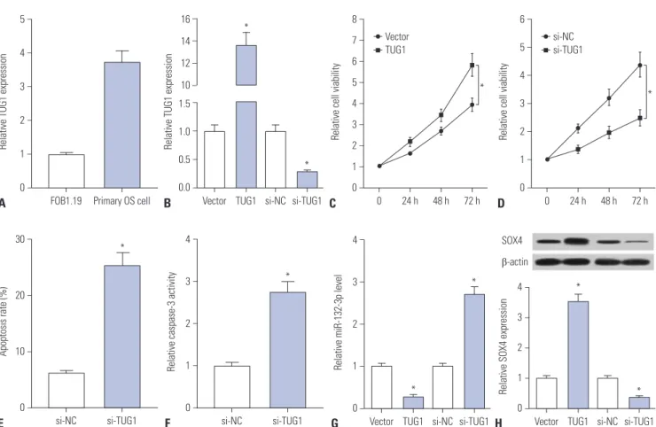 Fig. 6. Knockdown of TUG1 suppresses proliferation and promotes apoptosis by regulating miR-132-3p/SOX4 axis in primary OS cells