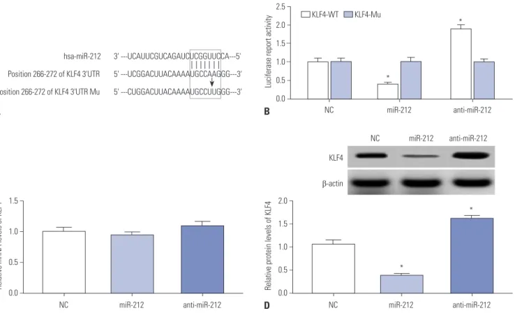 Fig. 3. KLF4 is a direct target of miR-212 in SH-SY5Y cells. (A) Sequence alignment between miR-212 and the 3’-UTR of KLF4