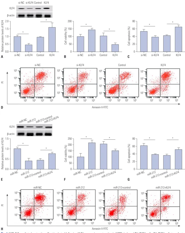 Fig. 4. MiR-212-mediated protection effect is abated following KLF4 expression restoration in MPP + -induced SH-SY5Y cells