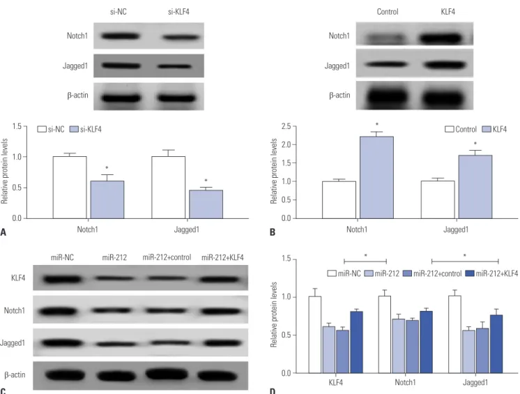 Fig. 5. Notch signaling pathway is involved in the regulation of miR-212/KLF4 axis in MPP + -induced SH-SY5Y cells
