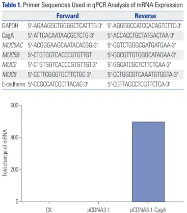 Fig. 2. CagA protein expression examined by western blotting in AGS  cells. CagA protein was expressed in pCDNA3.1-CagA cells but not in  CK and pCDNA3.1 cells