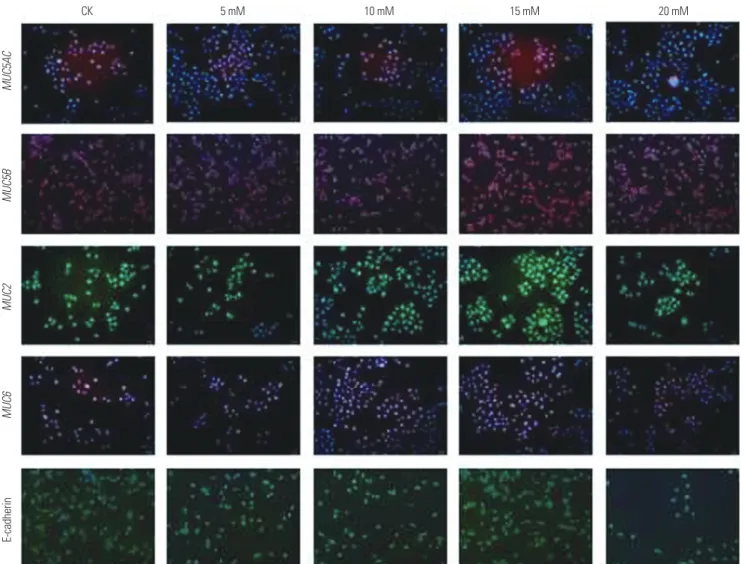Fig. 6. Protein expression of different mucins in AGS cells exposed to 0, 5, 10, 15, and 20 mM NH 4 Cl as detected by immunofluorescence assays  (×200)