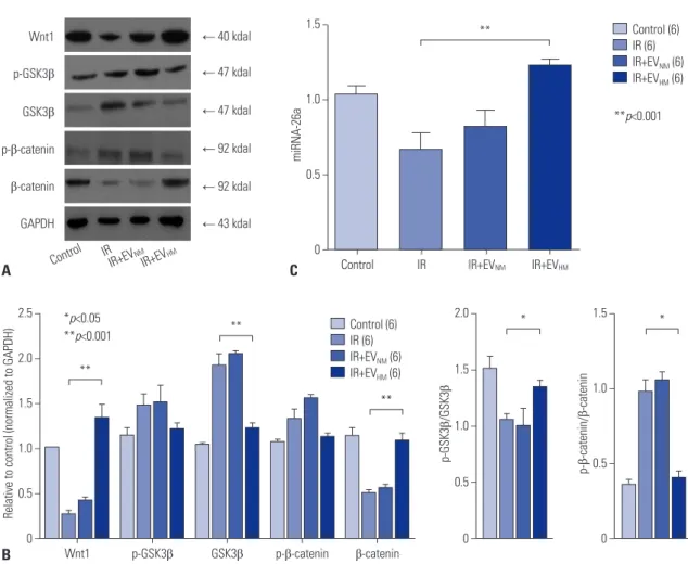 Fig. 5. EVs decrease and increase Wnt signaling proteins after IR injury and elevation of miRNA-26a in EV HM  and the reversal of miRNA-26a by EV HM