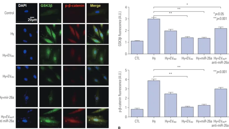 Fig. 6. Confocal microscope image of H9C2 cells showing GSK3β and p-β-catenin staining in various conditions