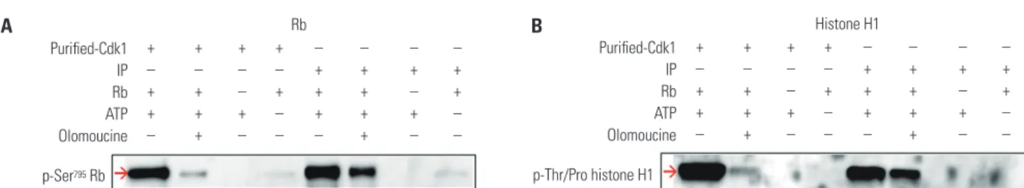 Fig. 1. A nonradioisotopic assay method to measure Cdk1 kinase activity.  We used two kinds of Cdk1 kinases, one was Cdk1 IP and the other was com- com-mercially available Cdk1