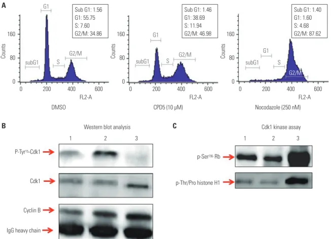Fig. 3. Cdk1 kinase assay as a tool for assessing Cdc25B activity. To determine if the Cdk1 kinase assay can measure Cdc25B activity by treating cells di- di-rectly with Cdc25B inhibitors, we performed the following tests: (A) FACS analysis results for HeL