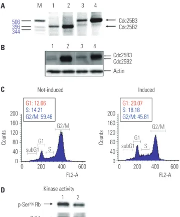 Fig. 4. Construction and characterization of Cdc25B2 and Cdc25B3 over- expression cell lines