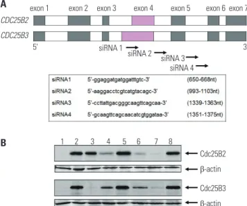 Fig. 6. siRNA screening assay using Cdc25B overexpression cell lines. To  examine whether Cdc25B overexpression HeLa cell lines could be used as  a siRNA screening tool, we performed the following: (A) The CDC25B2 and  CDC25B3 genes are identical, except t