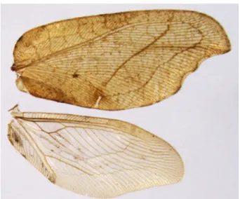 Fig. 1.  Wing venation and pattern of Drepanepteryx phalaenoides.