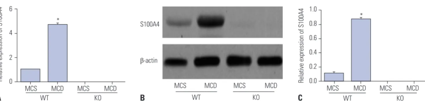 Fig. 3. Relative S100A4 mRNA and protein expressions in liver tissues of mice detected by qRT-PCR (A) and Western blot (B and C)