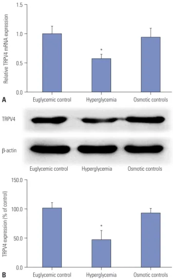 Fig. 1. HG reduces the expression of TRPV4 in HEI-OC1 cells. HEI-OC1  cells were cultured under euglycemic, hyperglycemia, and osmotic  control conditions for 48 h, and qRT-PCR (A) and Western blot (B) were  used to analyze the expression of TRPV4 mRNA and