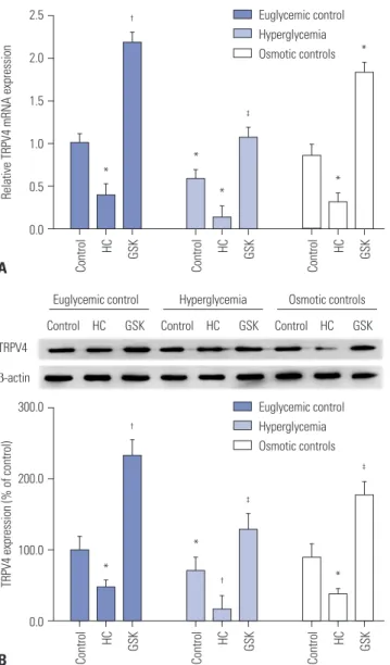 Fig. 3. TRPV4 directly affects proliferation and apoptosis in HEI-OC1  cells. (A) The effect of TRPV4 on cell proliferation of HEI-OC1 cells was  detected using the MTT assay