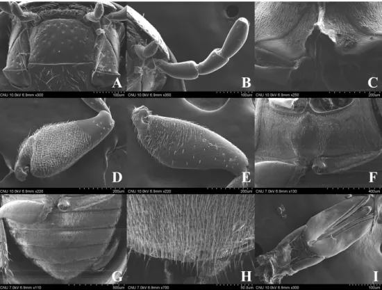 Fig. 2. Paracymus aeneus. A: mentum (ventral aspect); B: maxillary palpi (ventral  aspect);  C:  mesoventral  process  (ventral  aspect);  D: 