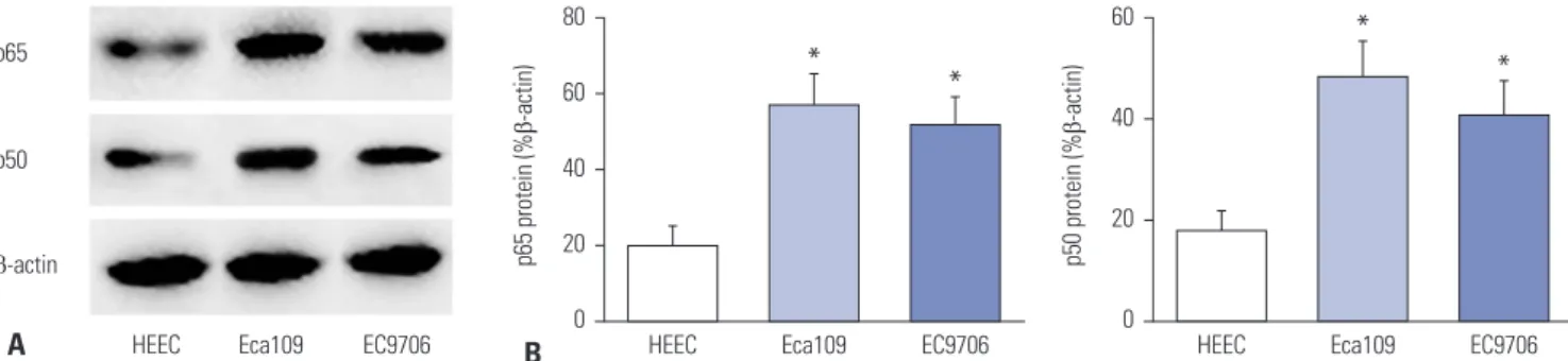 Fig. 2. Expression of NF- κ B signaling pathway-related proteins. (A) Western blotting was used to detect the expression of p50 and p65