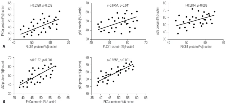 Fig. 3. Correlation analysis of PLCE1, PKC α , and p50/p65 protein expression in esophageal cancer cells