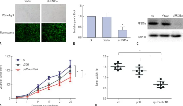 Fig. 8. Cell transfection efficiency and the effect of knocking down ribosomal protein S15a (RPS15a) on tumor growth in nude mice
