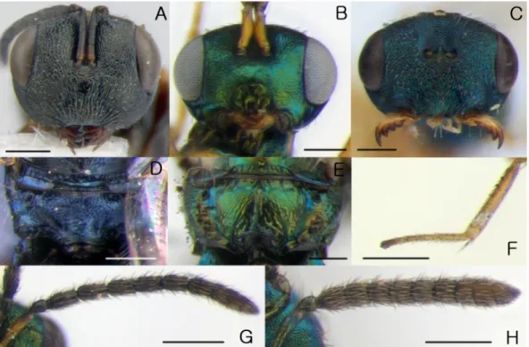Fig. 1.  Head in frontal view. (A) Pteromalinae, (B) Miscogastrinae, (C) Mokrzeckia lazoensis