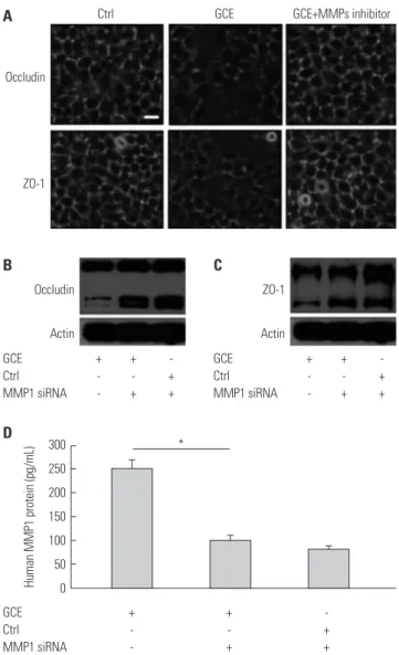 Fig. 3. GCE-induced MMP1 expression influences tight junction disrup- disrup-tion. (A) Representative images show occludin and ZO-1 localization in  cells pretreated with MMP inhibitor GM6001 and treated with GCE