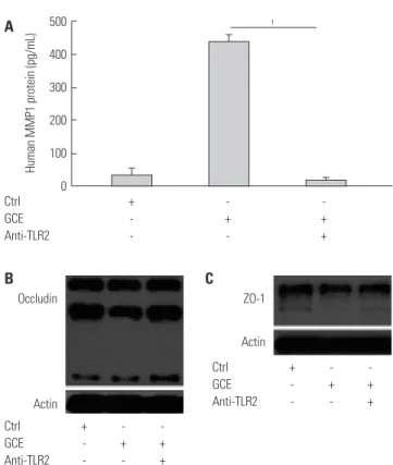 Fig. 5. ERK/MAPK pathway modulates MMP1 transcriptional regulation  and tight junction disruption