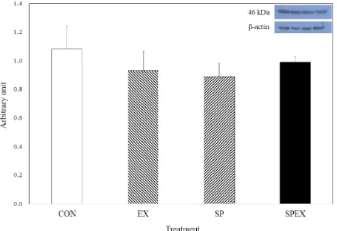 Fig. 9.  Differences in gastrocnemius muscle weight in response  to different dietary protein sources in trained and untrained ICR  mice