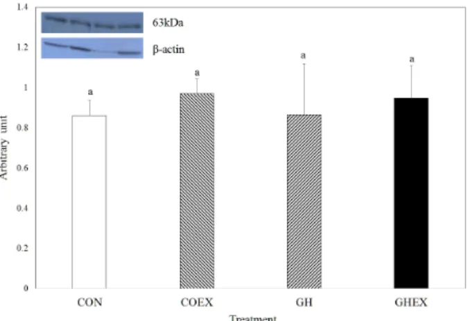 Fig. 2.  Differences in GLUT2 protein expression in liver. Bars are  mean ± standard error