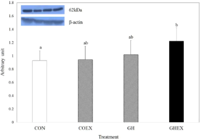 Fig. 6.  Differences in Gsk-3 β protein expression in skeletal muscle.