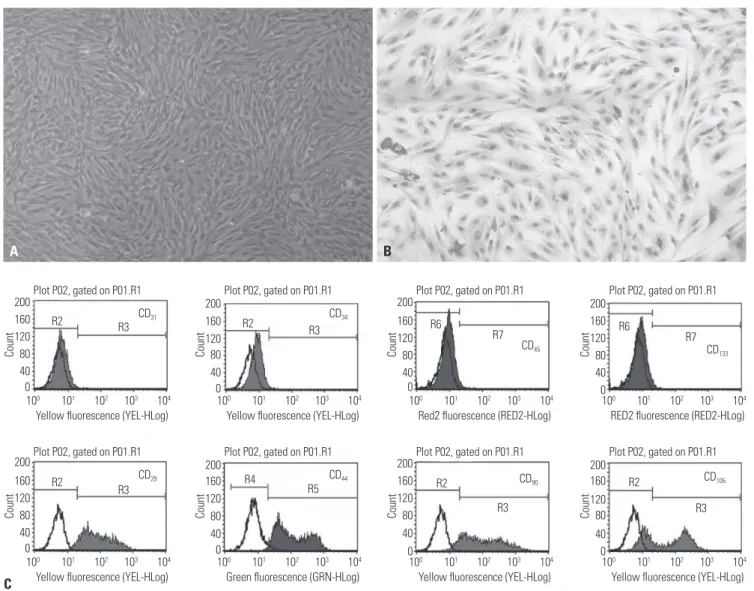 Fig. 1. The morphology and immunophenotype identification of UCMSCs. (A and B) Respectively by the inverted microscope and HE staining observation  of MSCs (×100)