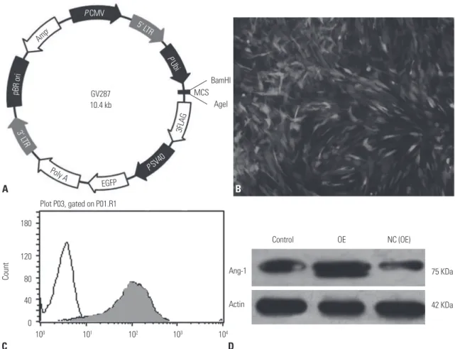 Fig. 3. (A) The information of vector GV287. Ubi-MCS-3FLAG-SV40-EGFP At a MOI=8, transduction of Ang1 into MSCs using a lentivirus vector