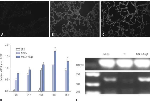 Fig. 9. Ang1 expressing UCMSCs labeled with the GFP were observed in lung sections from LPS-injured animals killed at 6 hours after acute lung injury