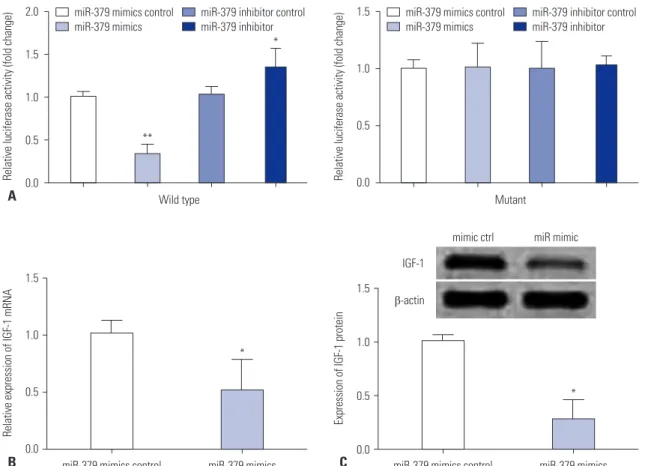 Fig. 3. IGF-1 is a direct target of miR-379. (A) VSMCs were co-transfected with miR-379 mimics or its control with wild type (wt) or mutant (mut) 3’UTR  of IGF-1, and luciferase activity was detected