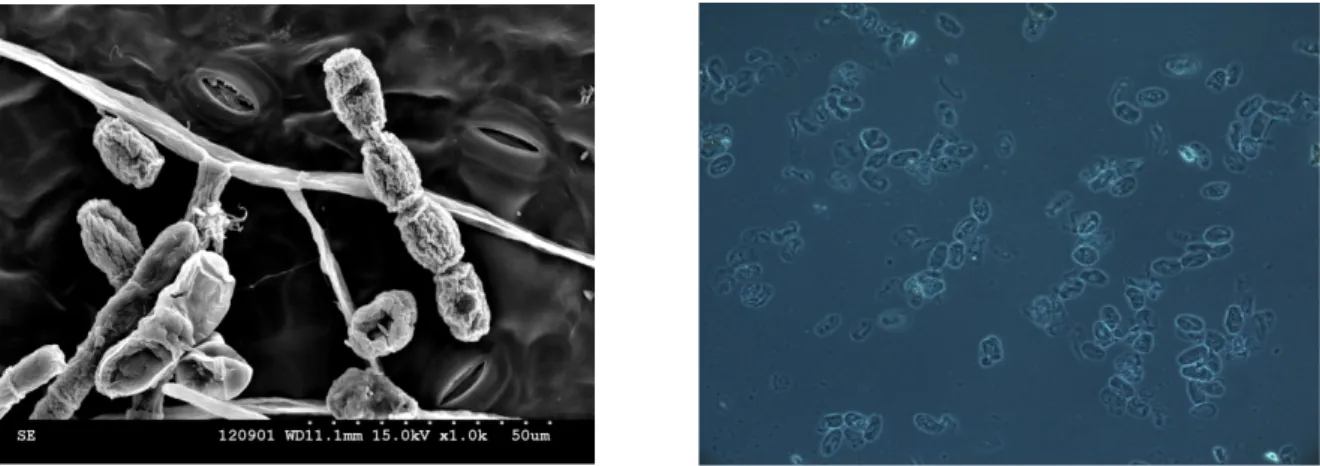 Fig. 3.  Spore structures of nine species of powdery mildew that  Illeis koebelei  feeds on