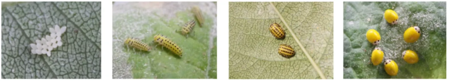 Fig. 4.  Stages of  Illeis koebelei : A. eggs, B. third instar larvae, C. pupa, D. adults.