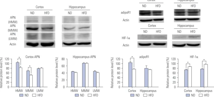Fig. 4. 24 weeks of a high fat-diet causes decreases in adiponectin and adiponectin receptors and increases in HIF-1α in the brain